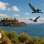 Seagull and pelicans flying over Alcatraz Island and San Francisco Bay.