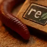 Червоний черв'як на фоні з текстом "re" і листком.