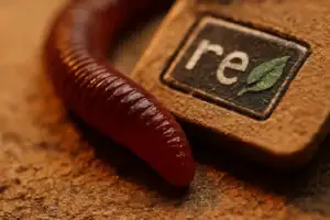 Close-up of a red worm next to a textured "re" tile on brown surface.